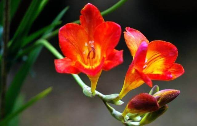 家里养这种“浪漫花”,开花好看名字好听,养一株就赚了