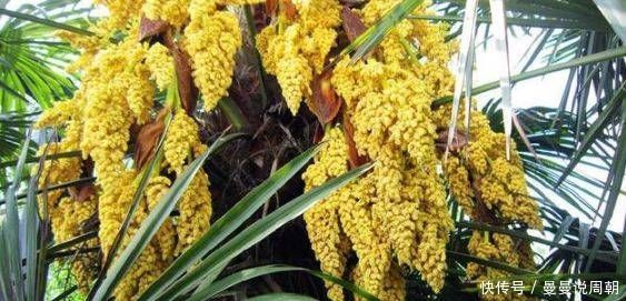 棕树|路上看到这种树开花别错过，药用价值特别高，能治疗多种疾病