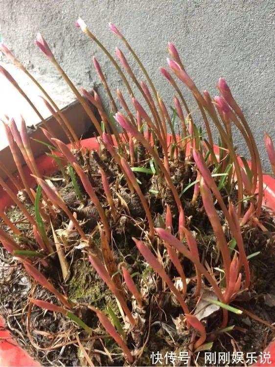 抗病、不招虫的天竺葵，屋里养一盆，开花一茬接一茬