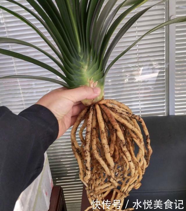 她给吊兰、君子兰喂2种肥,几月长出“萝卜根”,新芽新叶呼呼冒