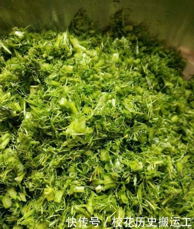 湿气就怕这菜,遇见就买,用来包饺子,比韭菜馅还香,湿气不见了