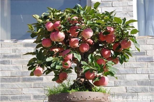 这3种果树养成盆景,放在家里观花结果两不误,寓意极好都很喜欢