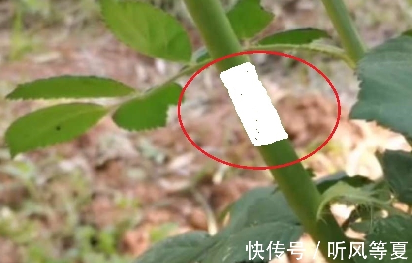 你的月季总是扦插不活,试试这种方式,做法有趣又容易生根