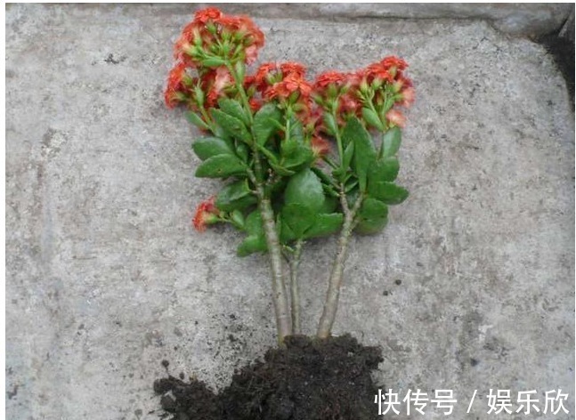 植株|怎么样才能让长寿花开花多,植株又矮小,方法很简单,了解一下