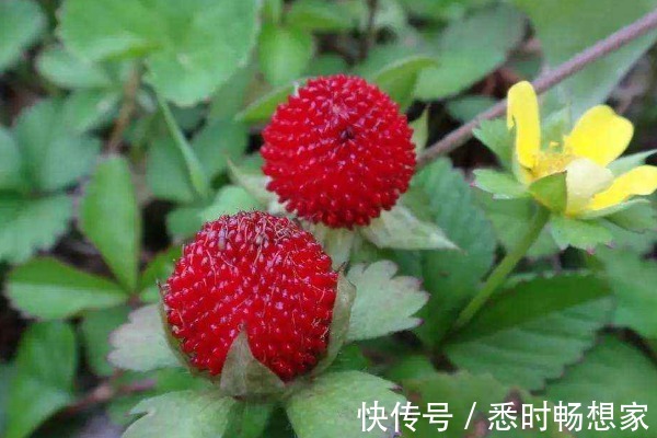 野果子|农村被嫌弃的“野草莓”，小时候摘了不敢吃，其实价值异常珍贵！