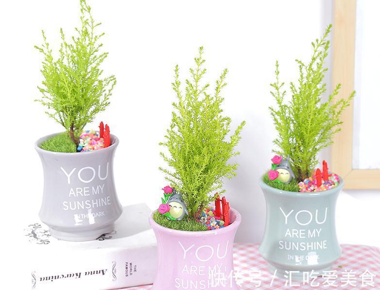 家庭盆栽绿植选小香松,香味清新迷人,种植方法简单