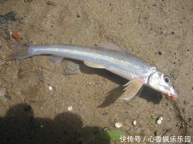 30多年前,我花一块钱买的钓鱼小册子,让我悟出了钓鱼的门道