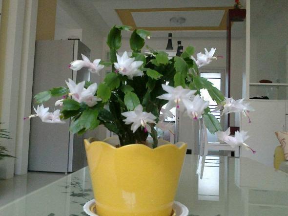 叶片|蟹爪兰叶片软趴趴怎么办从3方面对症处理,冬春花开爆满盆