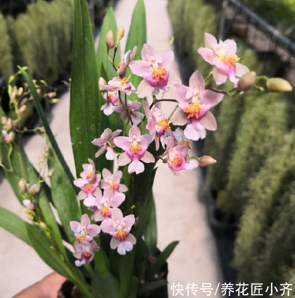 冬天里开花的5种植物，小花盆也能养好，持续开花到春季