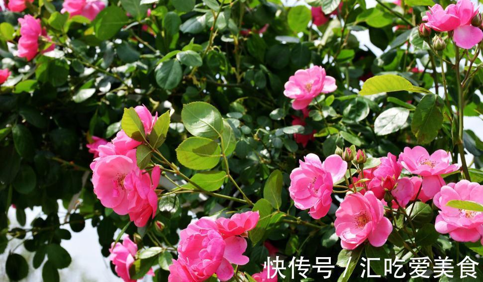 月季花苞下垂低头的4个原因,终于知道怎么回事了