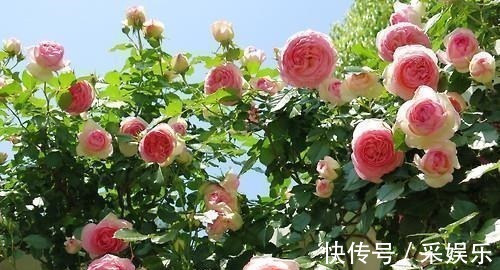 5款藤本月季,号称“开花机器”,花色美花期长,值得拥有!