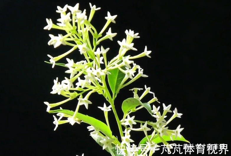 提醒:这12种“漂亮花”,不适合养在室内,别不当回事