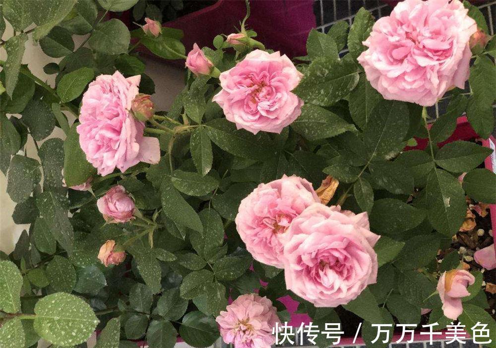 地方|月季养不好,问题多出在这几个地方,不信就趁早试试