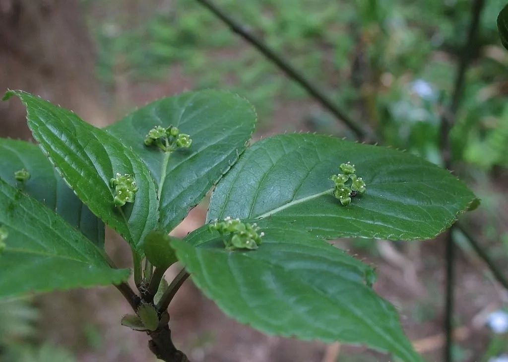  花朵|乡下拍到的照片，99的人没见过尤其是第7张绝了