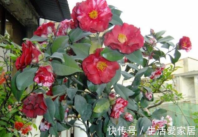 很多人喜欢种植山茶花，掌握下面这五点，它可以长得更旺盛