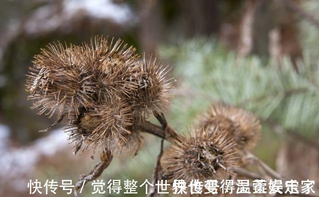 泡酒|是药三分毒,泡酒须谨慎,4类药材严禁泡酒,泡错了很难受