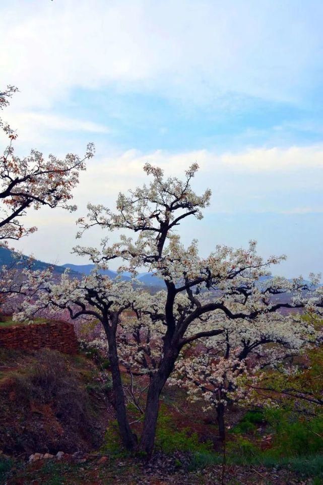 又是一年梨花开！