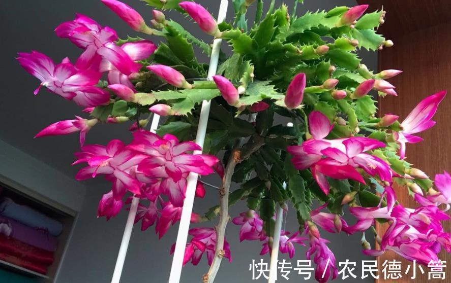 3种花生长进入快车道,赶紧喂点大补肥,快速分化花芽开花多