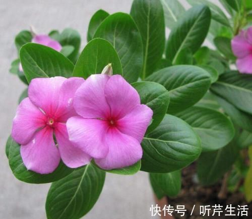 土壤|养花高手教你3招,轻松判断盆栽是否缺水,简单实用,一学就会