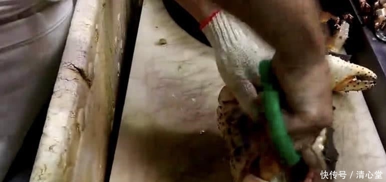 没想到|在韩国花2500买了只10斤重的帝王蟹,结果没想到厨师处理后就变成这样了
