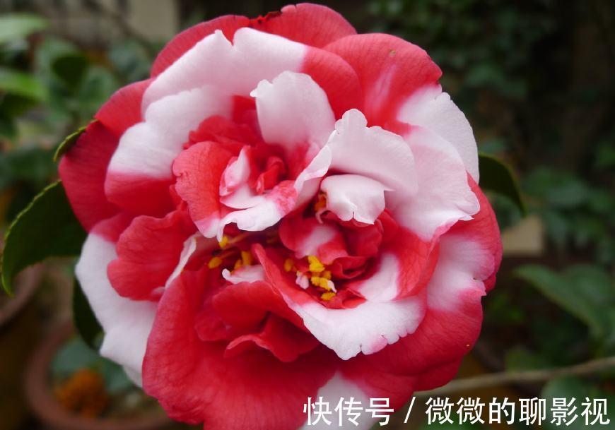 此花是中国十大名花之一,花开30朵,漂亮不输牡丹