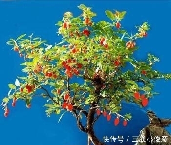 枸杞|没钱买花，野外去挖，插个枝就活，一年变昂贵的盆景，挂满红果果