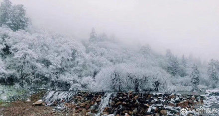 春雪|冰雪世界！春雪后的汶川沿路冰花绽放