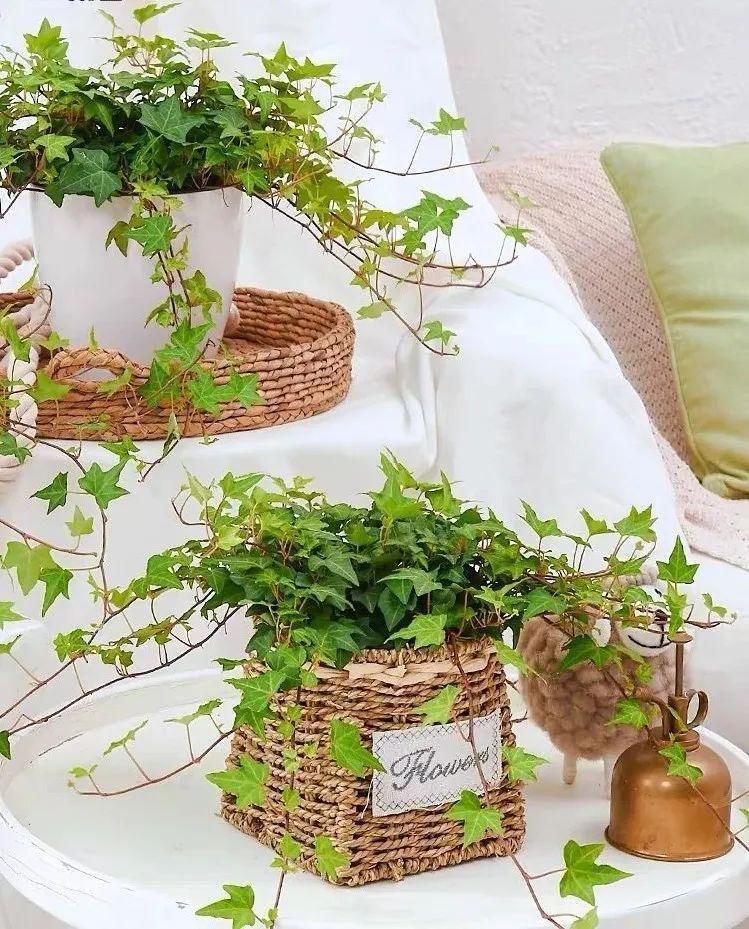 冬天必养的4种花,个个都能清新空气,家里养一盆,典雅又大方