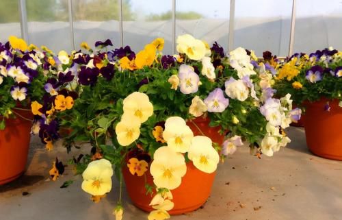 养花有“4要求”,不懂得的人,别再说自己会养花了