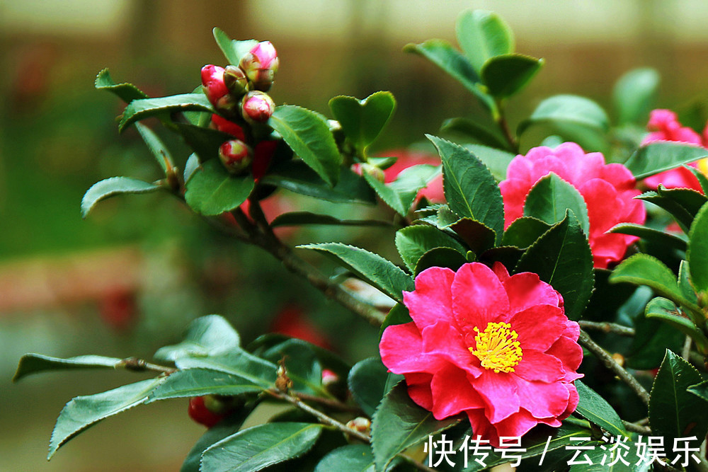 家中茶花生长慢,用上这“2物”,侧枝“直冒”,长成“大花灯”