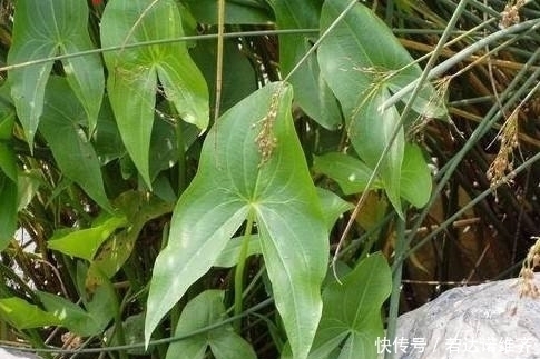 炖汤|不起眼的野菜,长在水田里,10月正鲜嫩,采挖根茎,炖汤最好