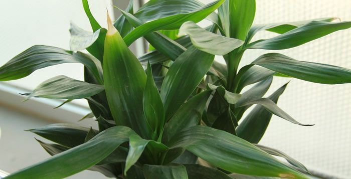 养花,芝麻、花生等高脂肪和高脂肪食品营养丰富,可以用作氮肥