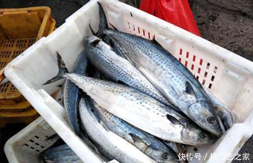 嫌弃|这3种海鱼经常被人嫌弃,但也有人觉得香,渔民:一看就知道识货