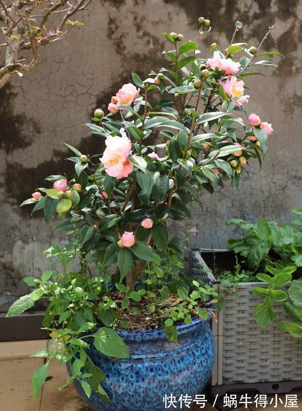 黄叶|茶花秋冬有“4怕”，难怪黄叶又掉“花苞”，避开今年还能开大花