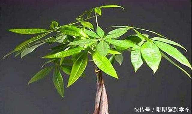 冬天养发财树,做好“1多1少1控制”,叶子翠绿,春天蹭蹭长!