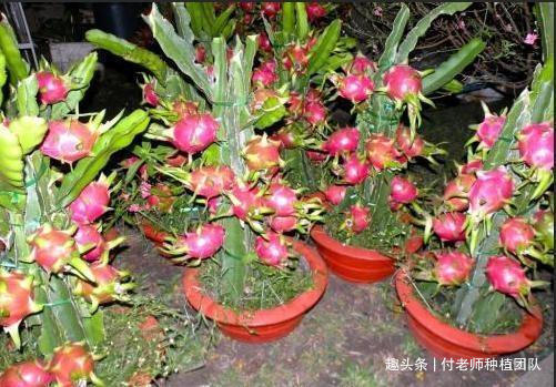养花|能吃能观赏的火龙果,如何盆栽教你两招,来年还能吃上果实