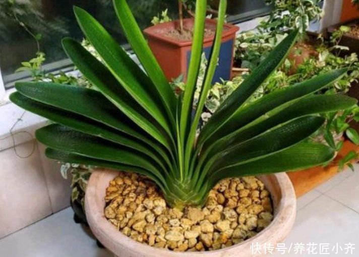 君子兰越养越难看？掌握这3个小技巧，叶片整齐油亮，侧看一条线