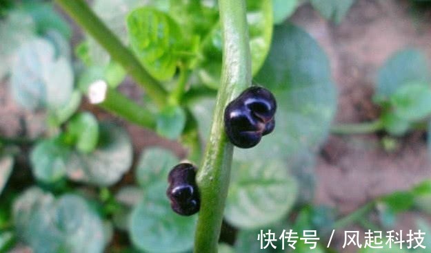 豆腐菜|农村人管它叫“豆腐菜”,摘了煮汤味道一绝,不仅能吃还是好药材