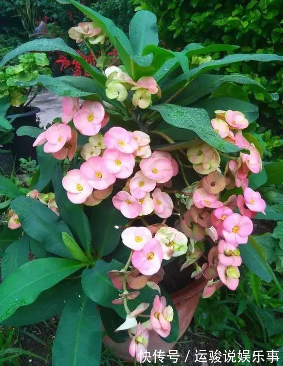 6种花超级喜欢太阳,晒得越多“花”越多,养一盆不亏