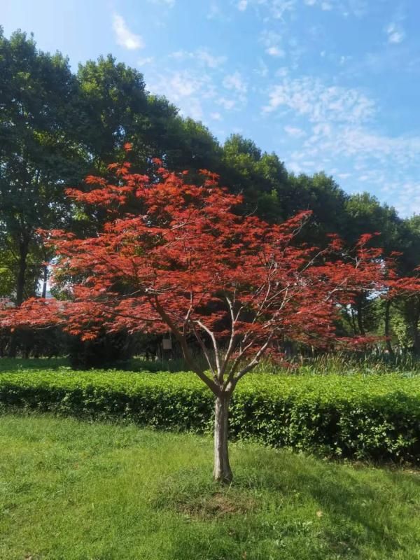 紫薇花|武汉街头魔术师已为你备好“秋景快递”，“十一”送达！