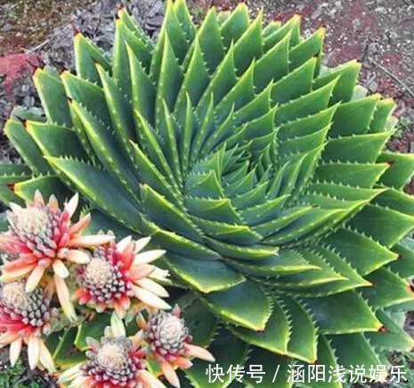 养这10种花,再喜欢也别多浇水,少浇水,不管它,反而花更多