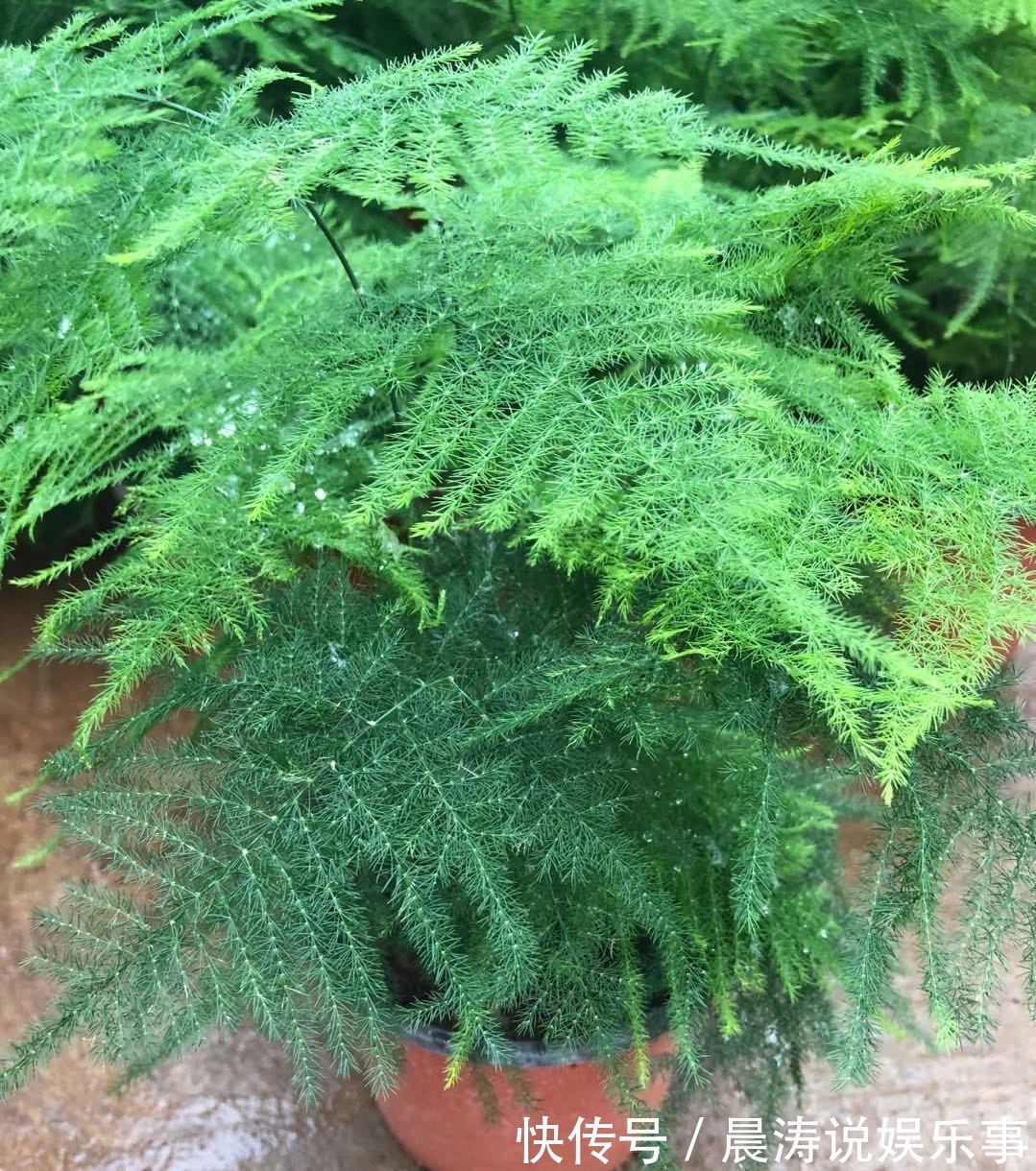 8种“吉祥花”,客厅养一盆,高贵又大气,养人又“旺家”