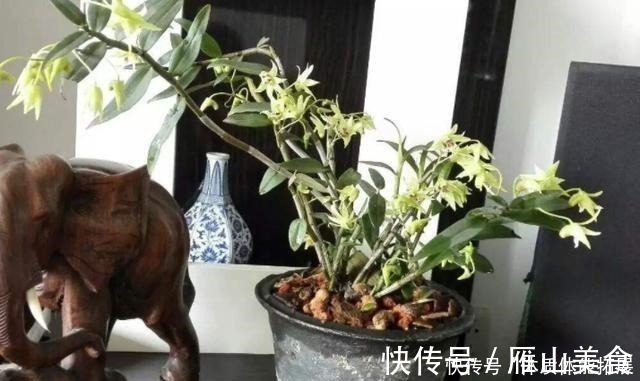 花卉|养花“嫌”住房没阳光,这4种花卉,适合阴凉处养护,同样能开花!