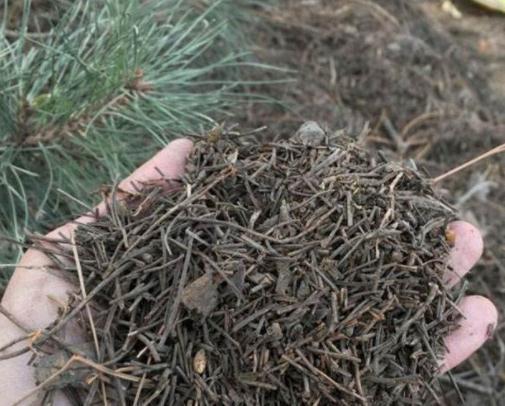 叶土|养花不用买土,自己就能做,保水又透气