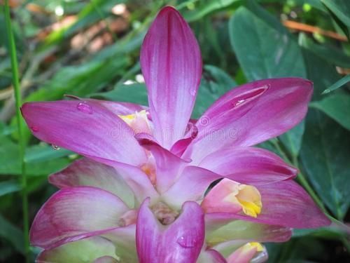 野外常见的1种漂亮花,开花仙气十足,遇到忍不住想带回家