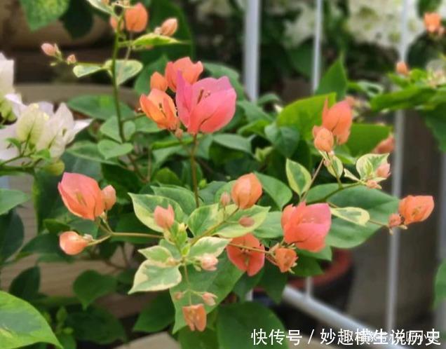 三角梅|45种三角梅品种,红、橙、黄、绿、白、紫,每一种都很好看!