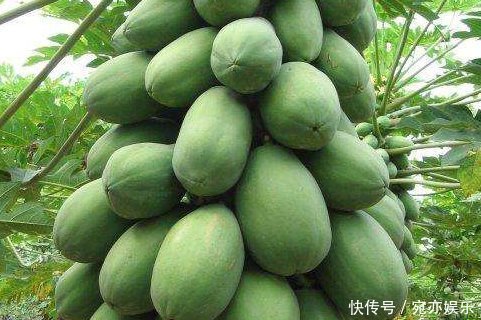 能补充营养和培养抗病能力的木瓜,农民们抓住三点不能全部吃的木瓜