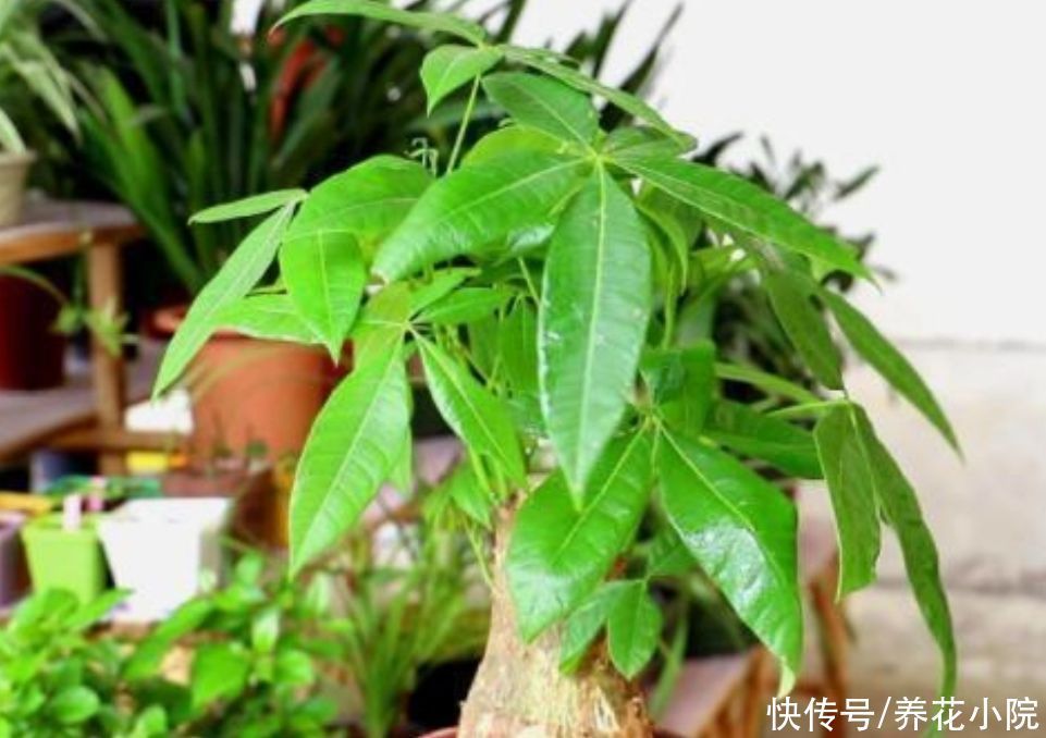 栽培|发财树出现烂根,只需简单“3个步骤”,就能让它再次长出新根