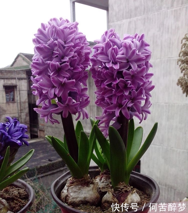 石竹花|几种花,开花漂亮又好养,养在哪里都爆盆,好运到来