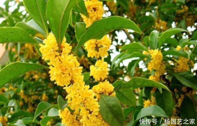 养花就养这几款,开花艳丽,惹人喜爱,看一眼就忘不了